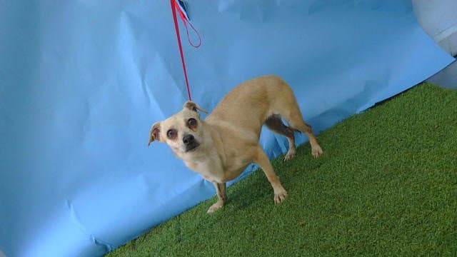 Blonde - Chihuahua