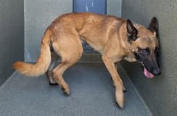Max image 1