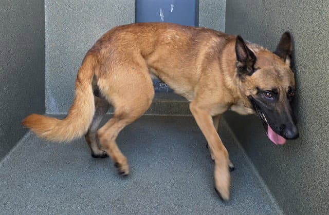 Max - German Shepherd Dog