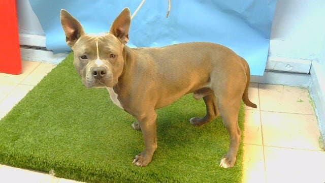 Rambo - Pit Bull Terrier