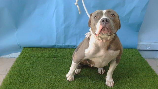 Unknown - Pit Bull Terrier