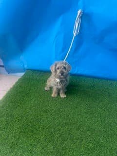 Unknown - Terrier