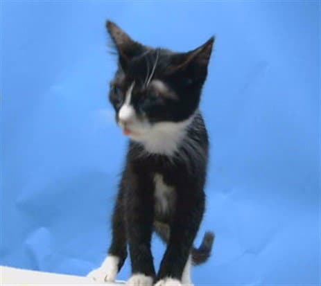 Inky - Domestic Medium Hair