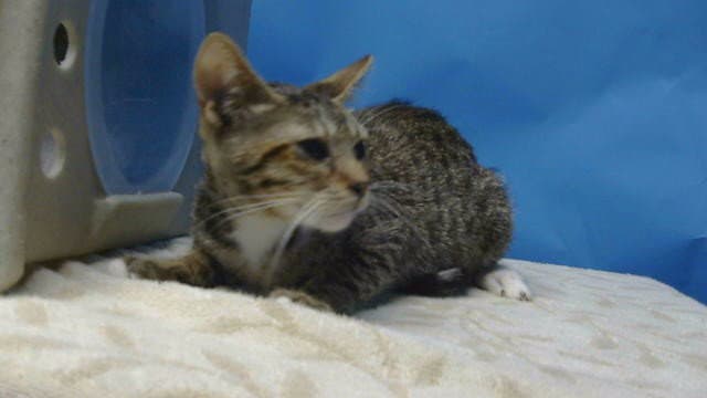 Socks - Domestic Medium Hair