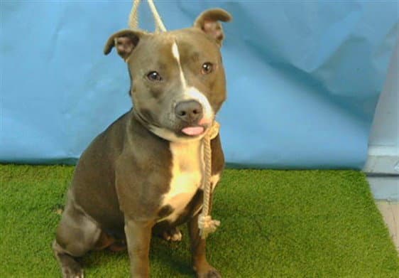 Unknown - Pit Bull Terrier