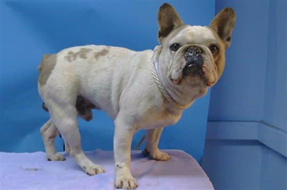 Unknown - French Bulldog