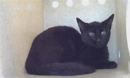 Nina image 1