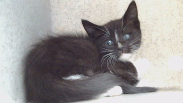 Unknown - Domestic Short Hair