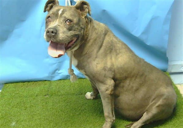 Lady - Pit Bull Terrier