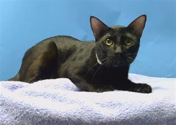 Waffles - Domestic Short Hair