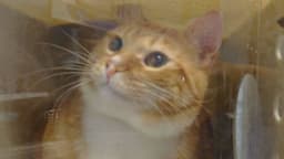 Simba image 1