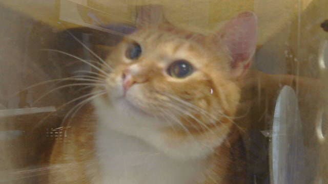 Simba - Domestic Short Hair