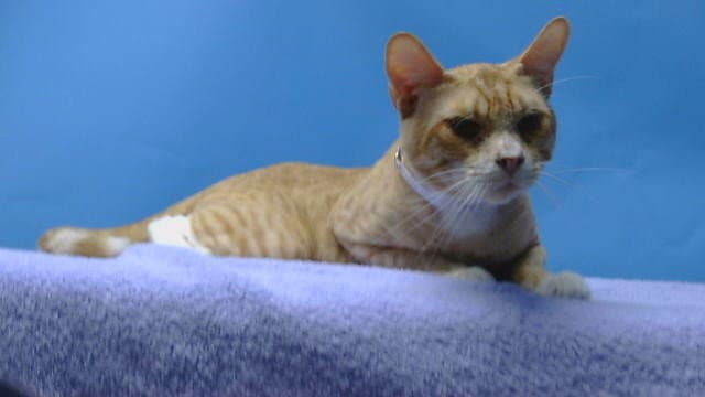 Razzy - Domestic Short Hair