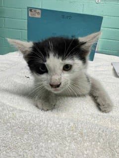 Unknown - Domestic Short Hair