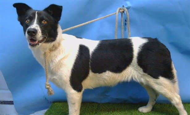 Lily - Akita
