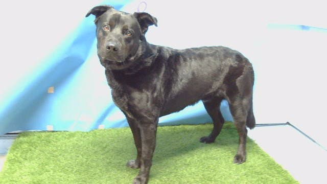 Lobo - Labrador Retriever