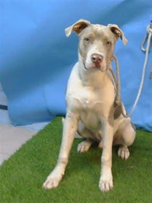 Snoop Dogydog - Pit Bull Terrier