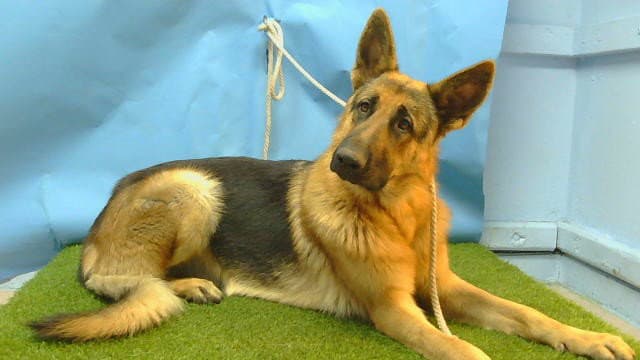 Unknown - German Shepherd Dog