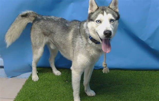Rocket - Siberian Husky