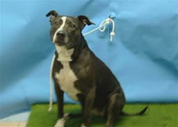 Darla image 1