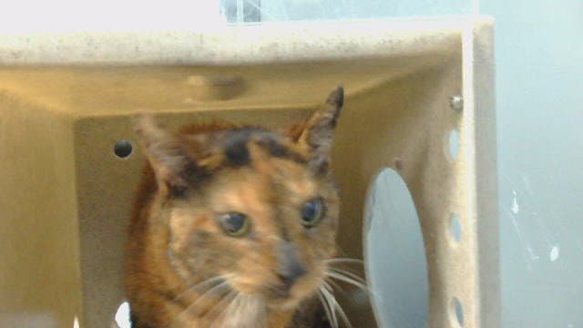 Zoe - Domestic Short Hair