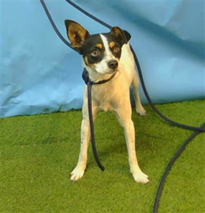 Rocky - Chihuahua