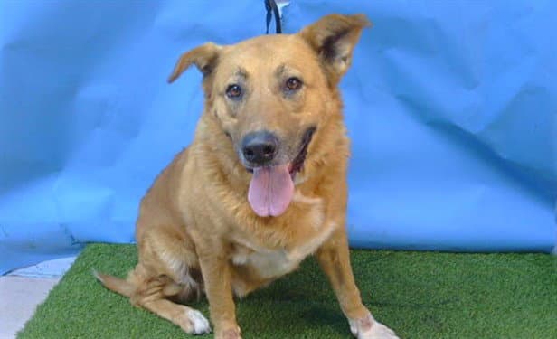 Rosa - German Shepherd Dog