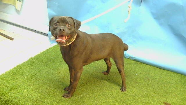 Herald - Pug