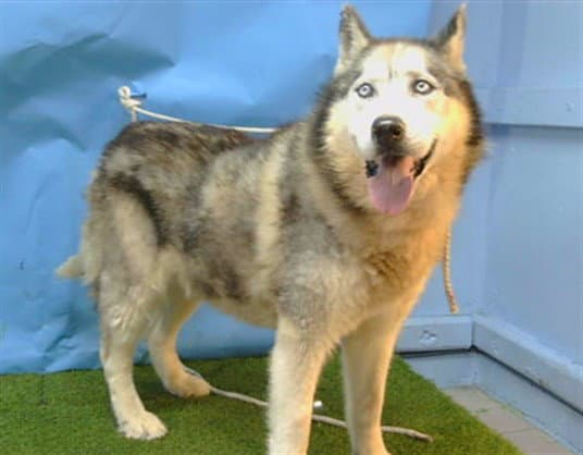 Buddie - Siberian Husky