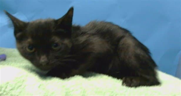 Kira - Domestic Short Hair