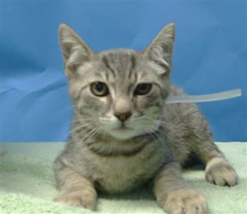 Kaiser - Domestic Short Hair
