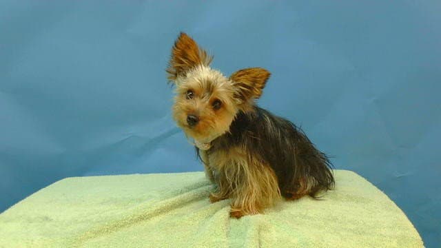 Rocky - Yorkshire Terrier Yorkie