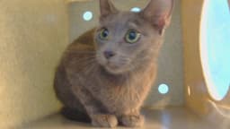 Chiquis image 1