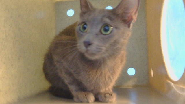 Chiquis - Domestic Short Hair