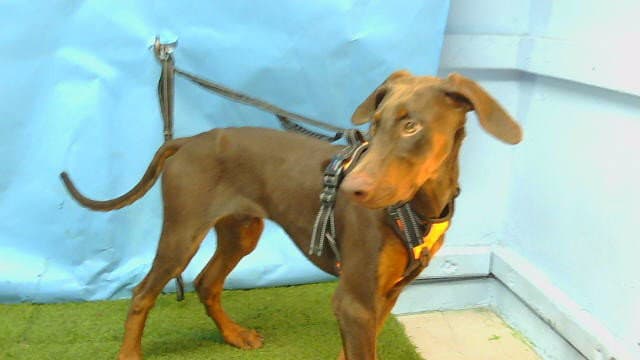 Brass - Doberman Pinscher