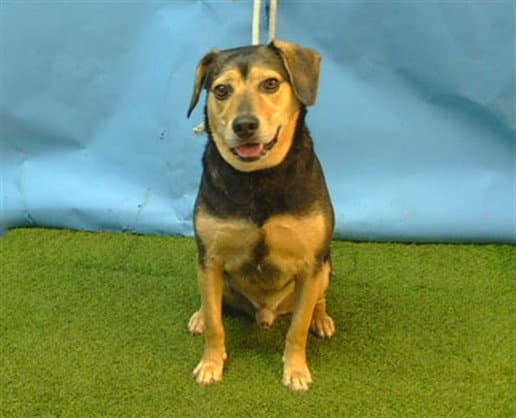 Kobe - Beagle