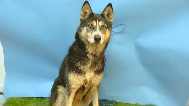 Nala - Siberian Husky