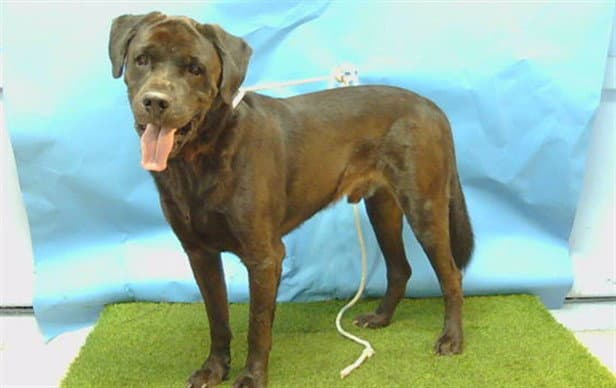 Panther - Labrador Retriever