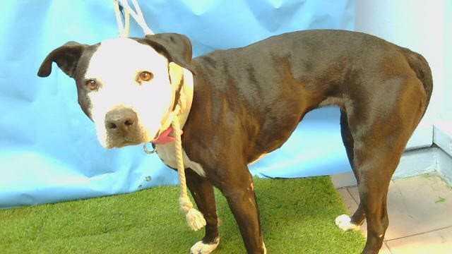 Luna - Pit Bull Terrier
