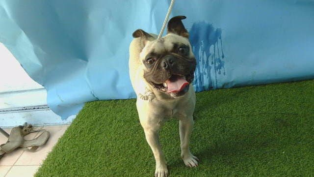 Mugsy - Pug