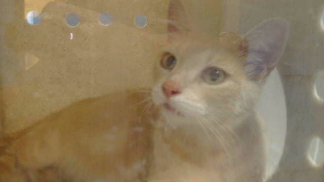 Princess - Domestic Short Hair