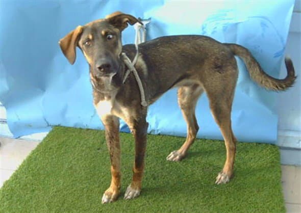 Heath - German Shepherd Dog