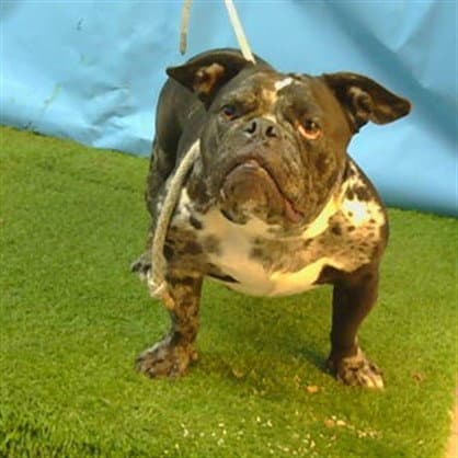 Nugget - Bulldog