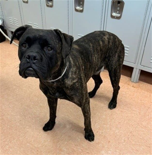 Unknown - Boxer