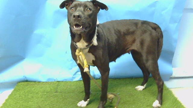 Unknown - Labrador Retriever