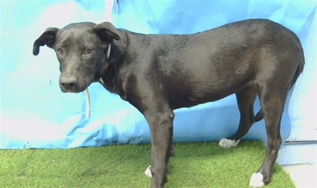 Unknown - Labrador Retriever