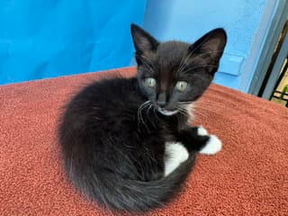 Unknown - Domestic Short Hair