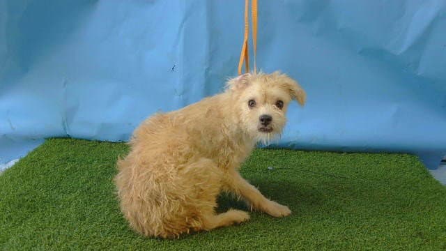 Stewie - Terrier