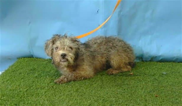 Hughie - Terrier