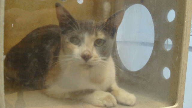 Pearle - Domestic Short Hair
